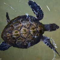 Eretmochelys